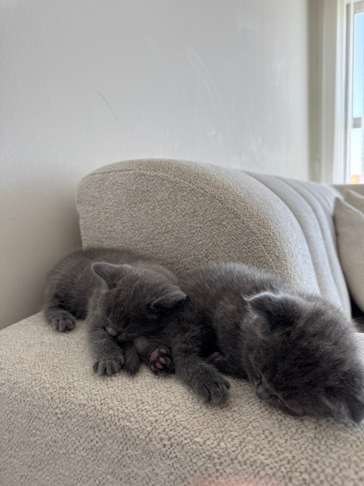 Britse Korthaar kittens beschikbaar 🐾, Dieren en Toebehoren, Katten en Kittens | Raskatten | Korthaar, Meerdere dieren