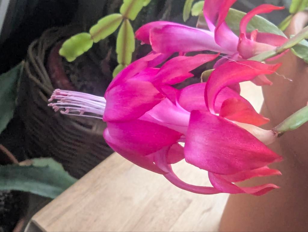Schlumbergera buckleyi echte kerstcactus lidcactus, Ophalen of Verzenden, Halfschaduw, Minder dan 100 cm
