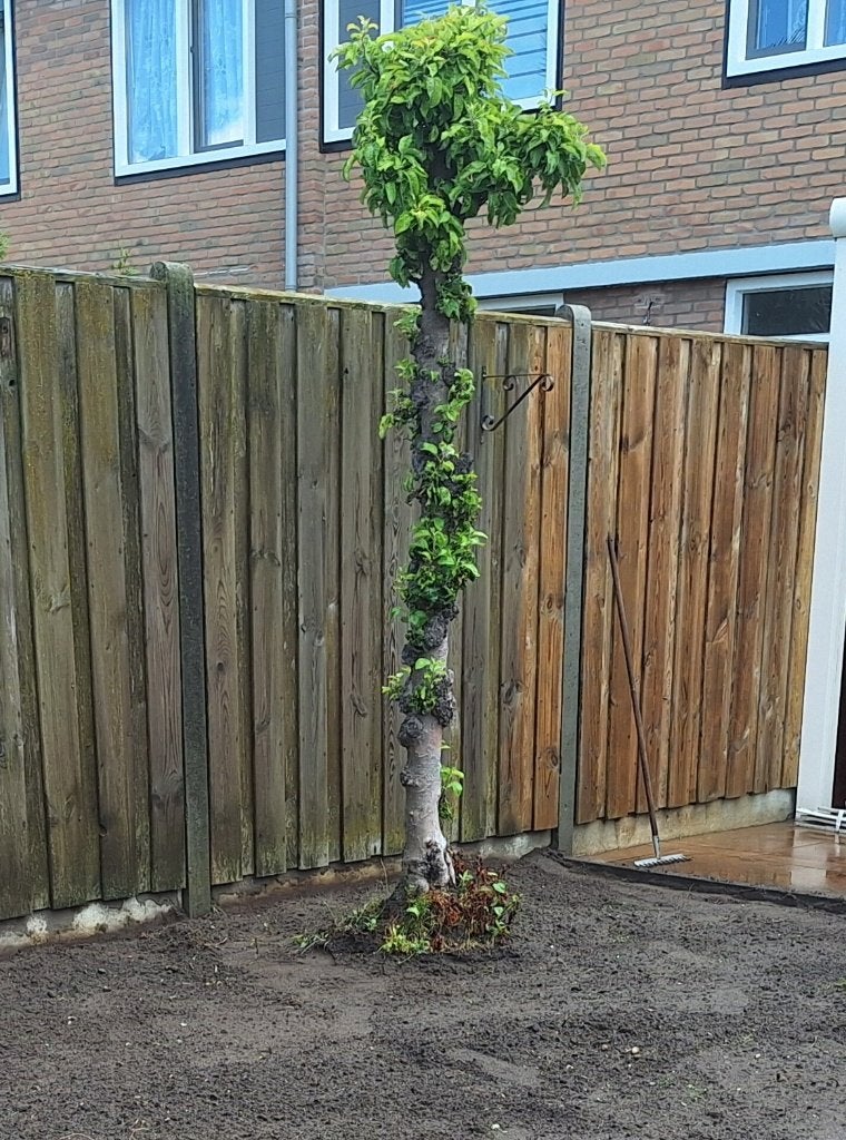Gratis appelboom, Ophalen, 100 tot 250 cm, Appelboom, Lente