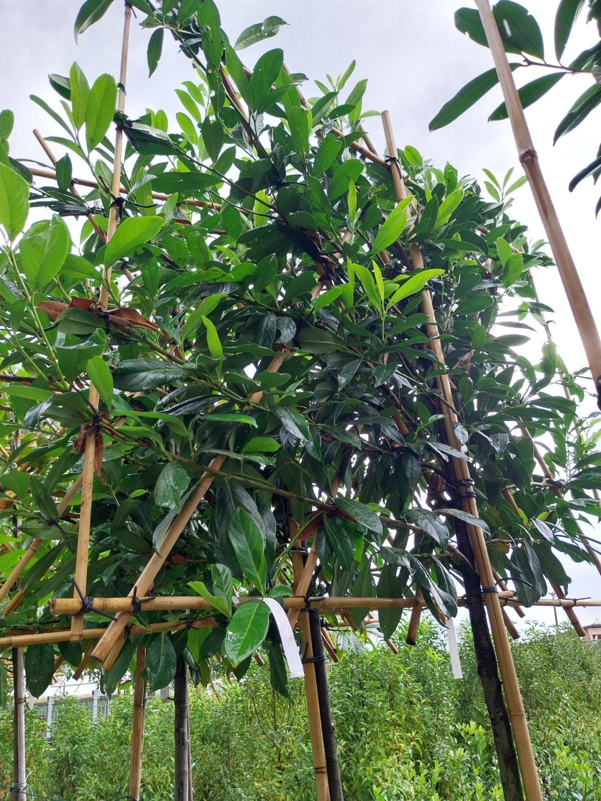 Leilaurier - Prunus laurocerasus 'Caucasica', Tuin en Terras, Leiboom, Halfschaduw, Lente, 250 tot 400 cm