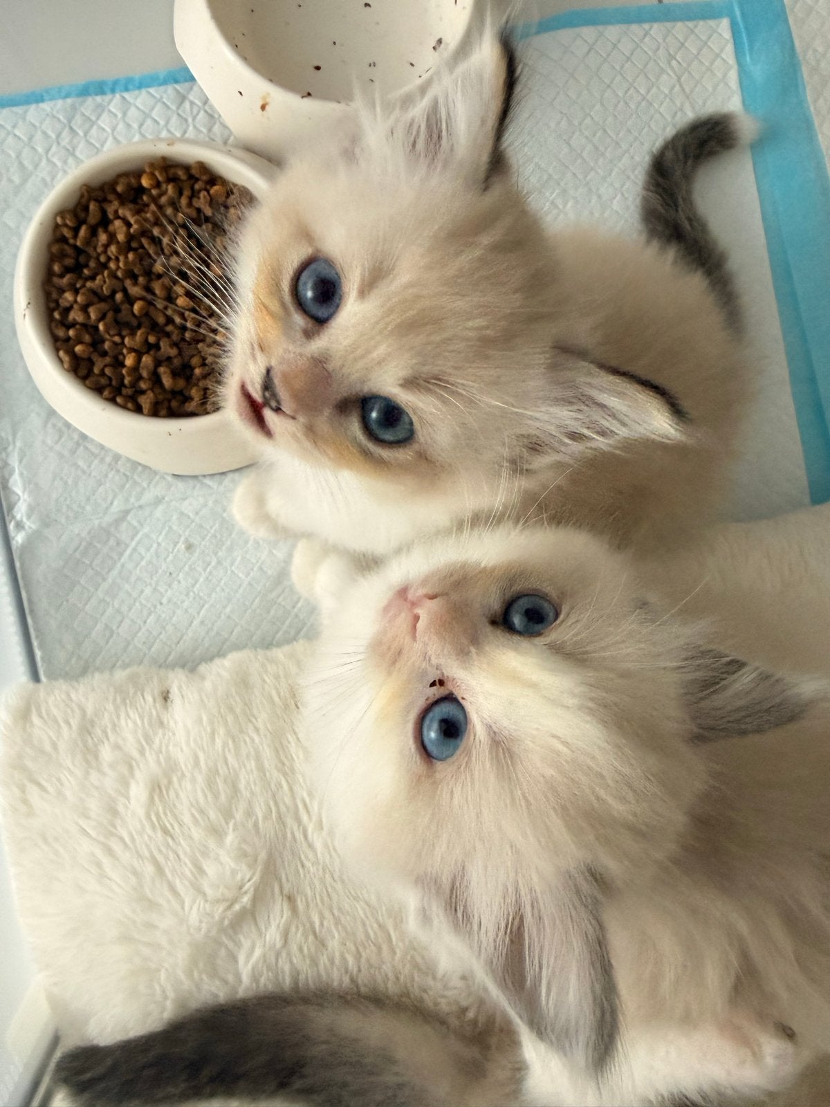 Raszuivere Ragdoll Kittens, Dieren en Toebehoren, Meerdere dieren, Langharig, 0 tot 2 jaar
