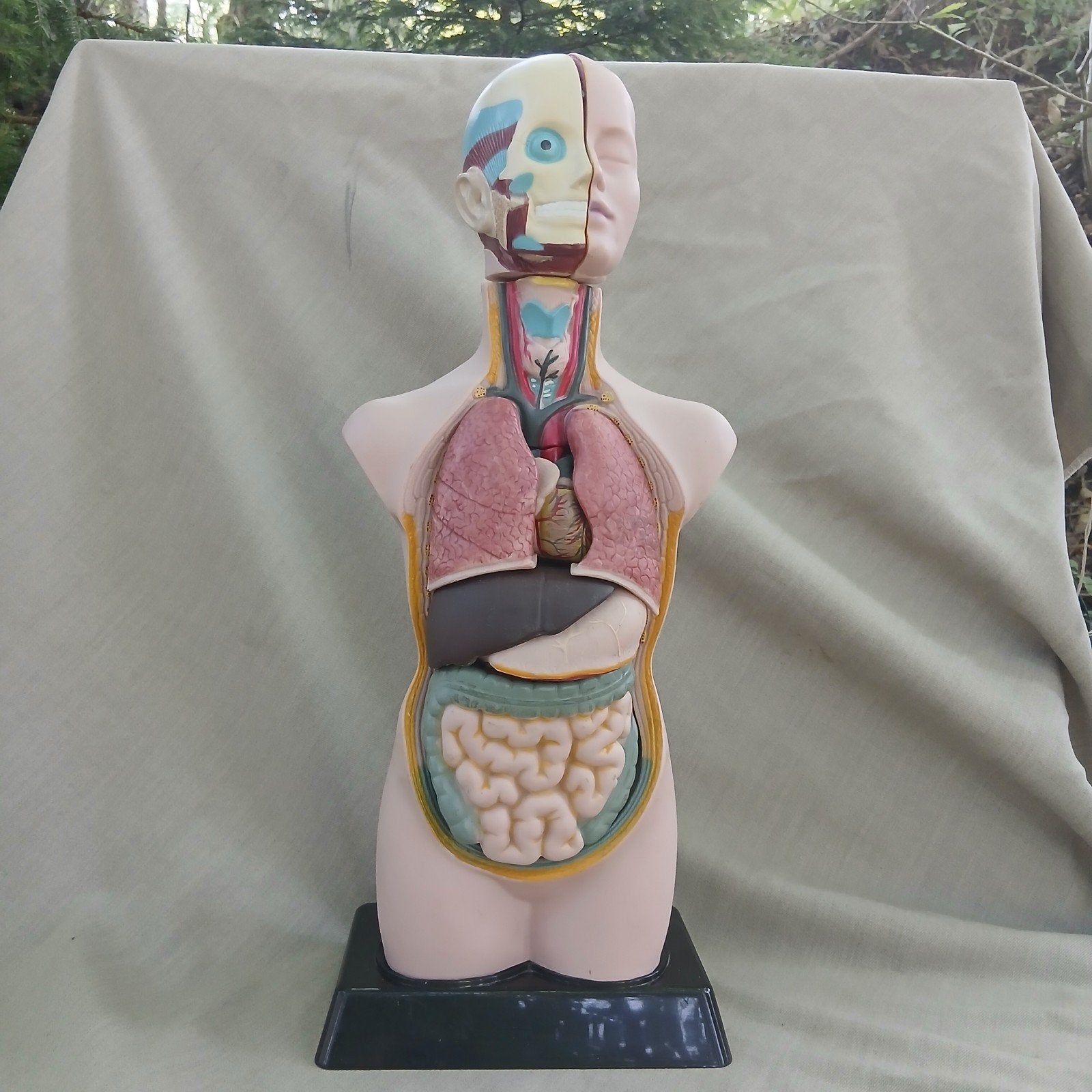 Anatomisch model van een menselijke torso, Ophalen of Verzenden