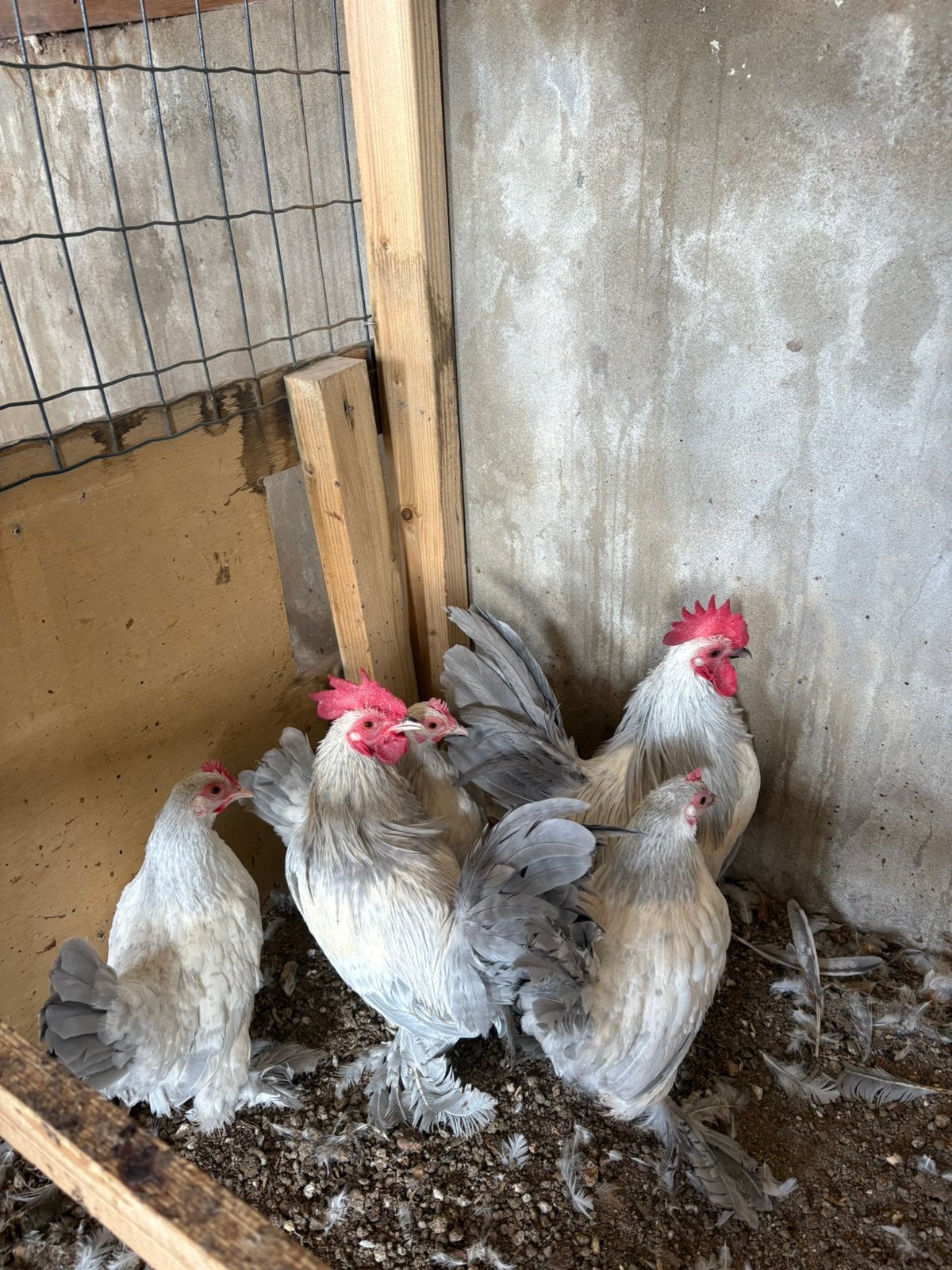 Sabelpoot kriel, Dieren en Toebehoren, Meerdere dieren, Kip