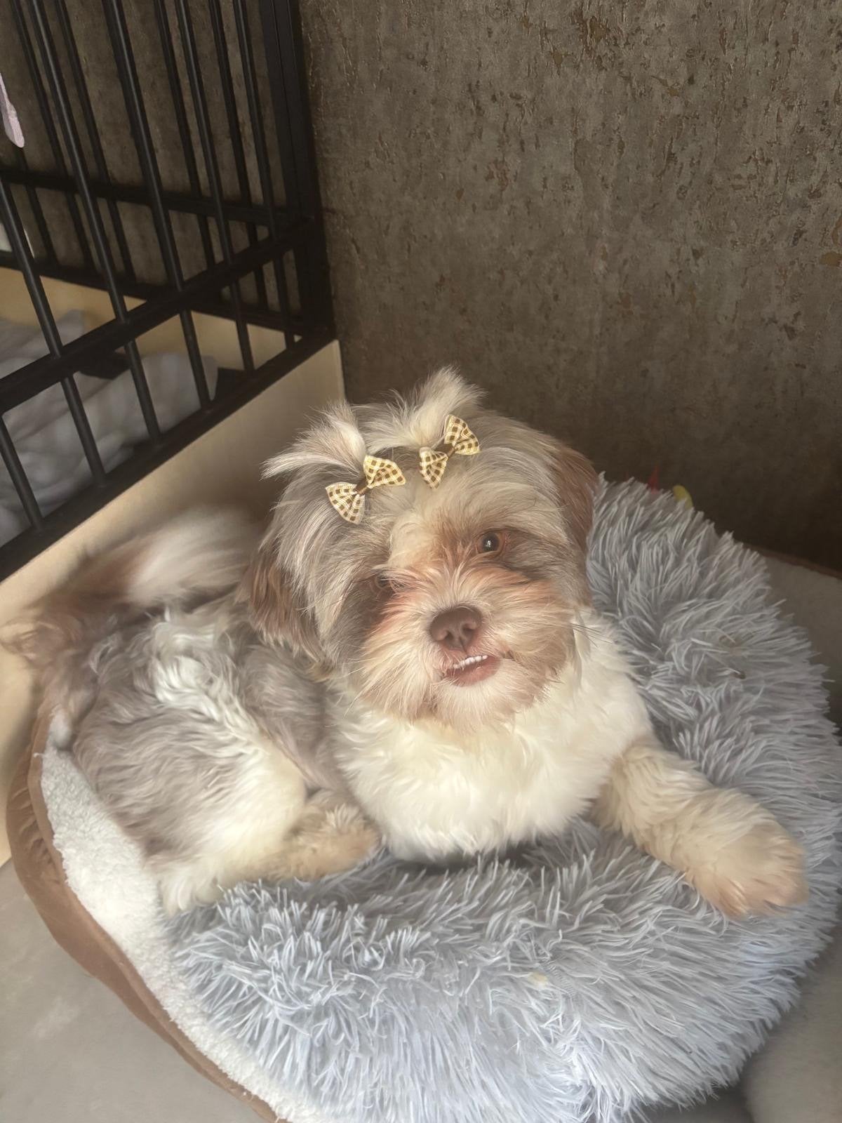 Shih-tzu pups, Dieren en Toebehoren, Overige rassen, CDV (hondenziekte), 8 tot 15 weken, Teef