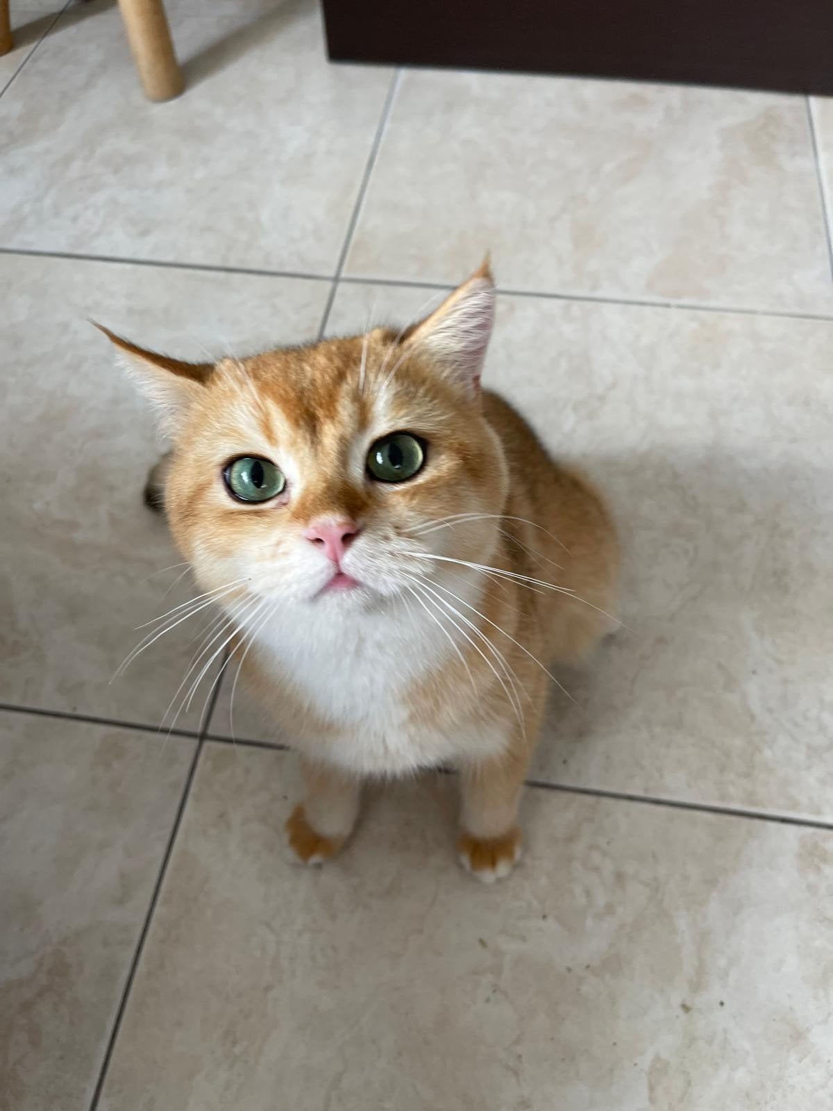 Dekketer, Kater, Kortharig, 0 tot 2 jaar