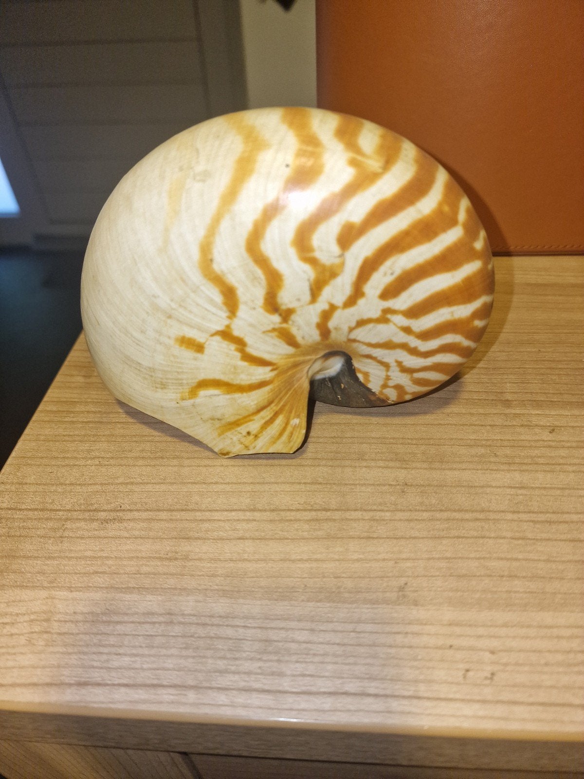 Nautilus schelp - Decoratief object, Ophalen of Verzenden