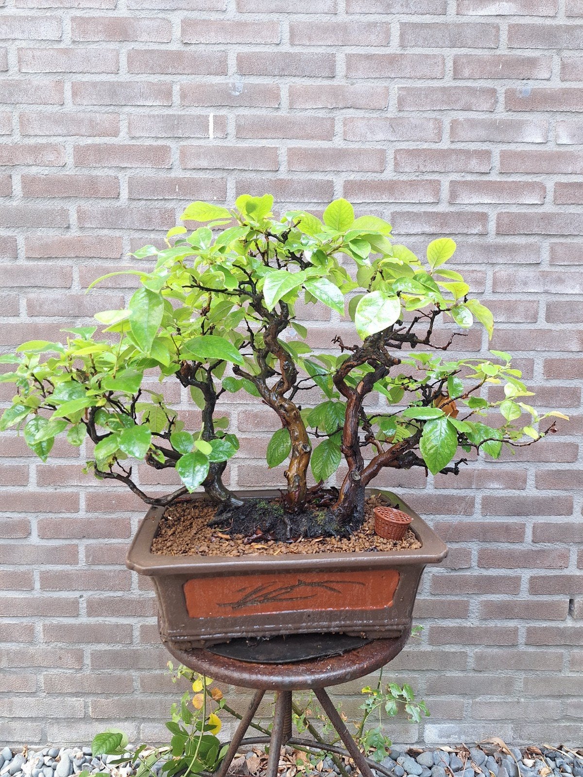 Bonsai forest Japanse kweepeer, Ophalen, Overige soorten, Halfschaduw