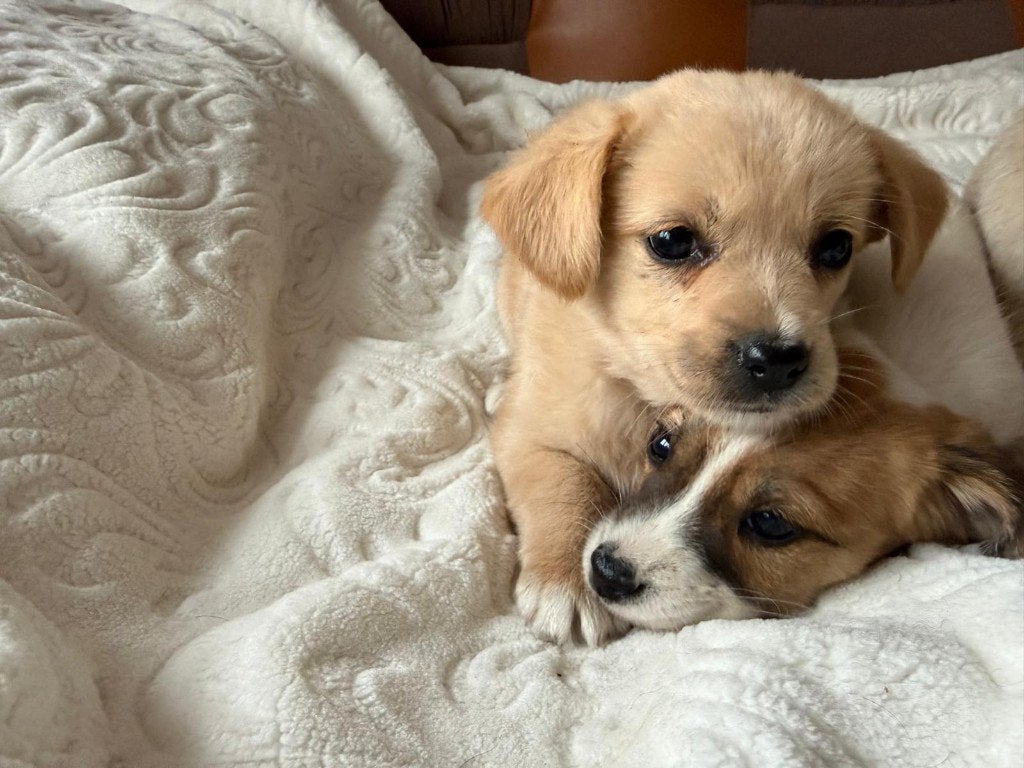 Gered nestje puppy's, 8 tot 15 weken, Meerdere, Meerdere dieren, Klein