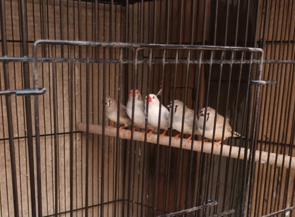 zebra vink, Vrouwelijk, Kleurkanarie