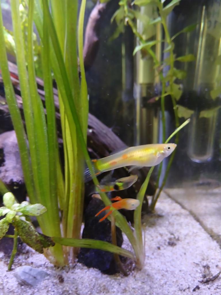 Guppy, Dieren en Toebehoren, Vis, Zoetwatervis, Schoolvis