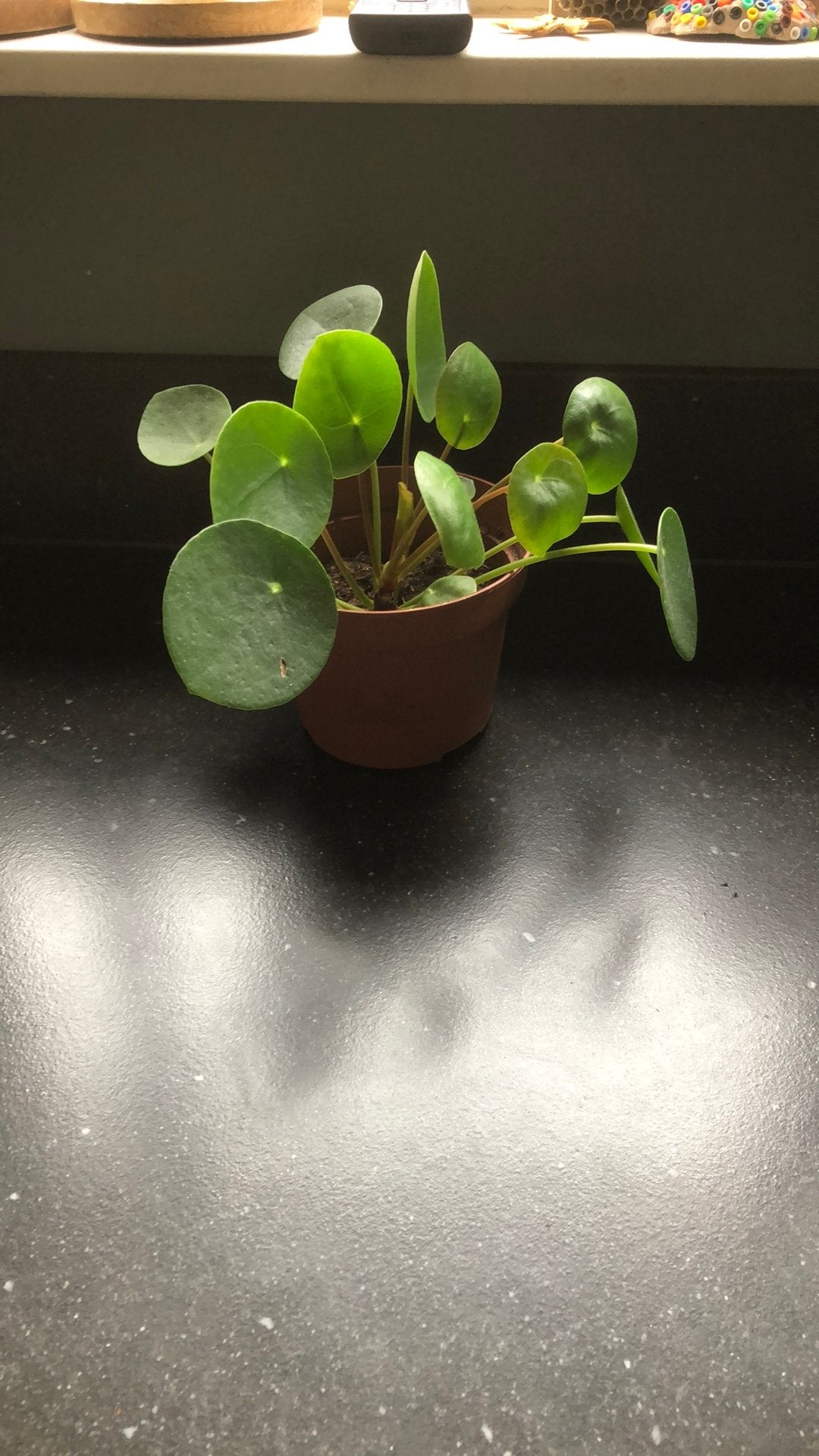 Pannenkoekenplant, Huis en Inrichting, Kamerplanten, Groene kamerplant, Ophalen, Halfschaduw, Minder dan 100 cm