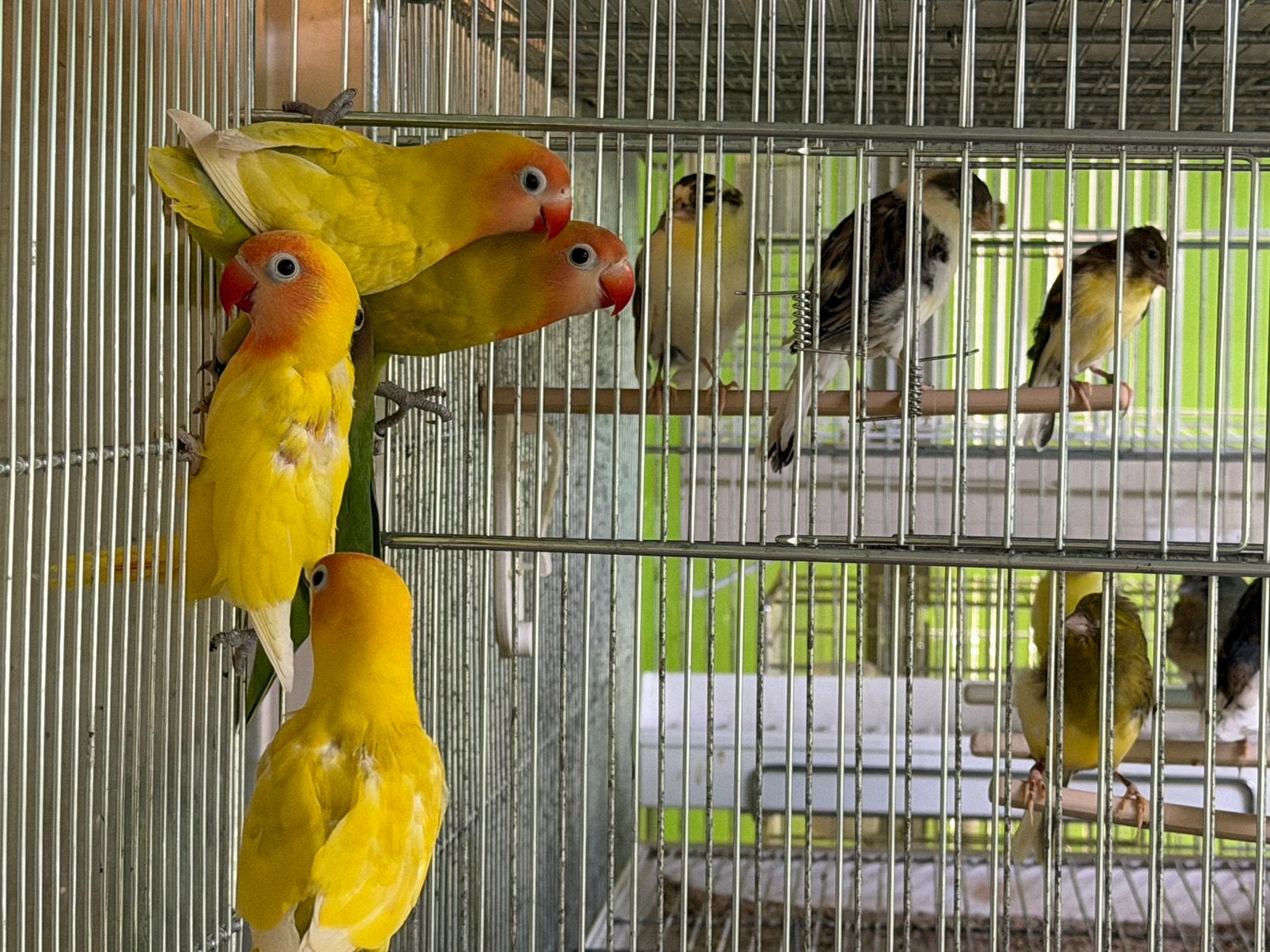Agapornis 2026 jong Vogels, Dieren en Toebehoren, Meerdere dieren, Dwergpapegaai of Agapornis, Geringd
