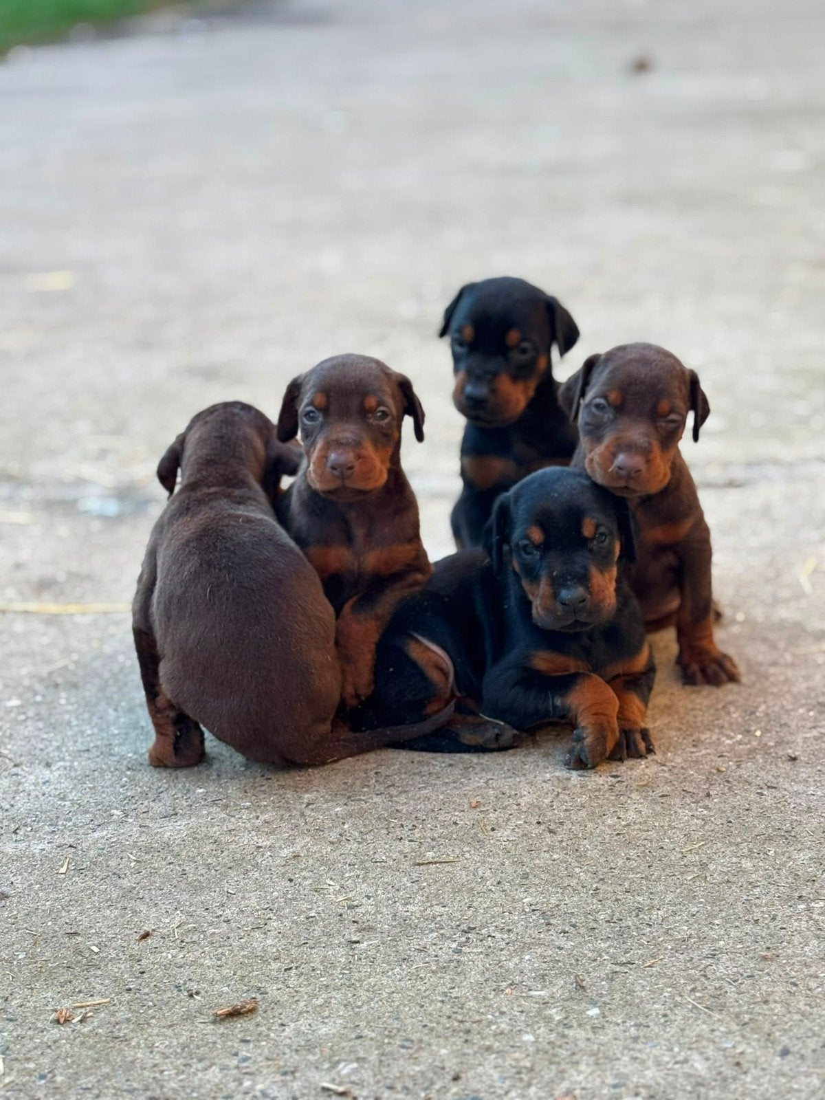 Dobermann pup, België, Fokker | Hobbymatig, Overige rassen, 8 tot 15 weken