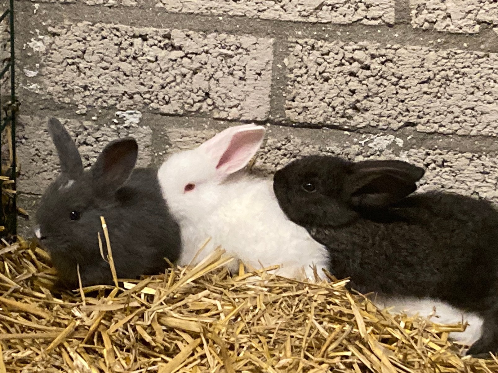 GRATIS jonge konijntjes, duitse/ vlaamse reusjes, Dieren en Toebehoren, Konijnen, Groot, Meerdere dieren