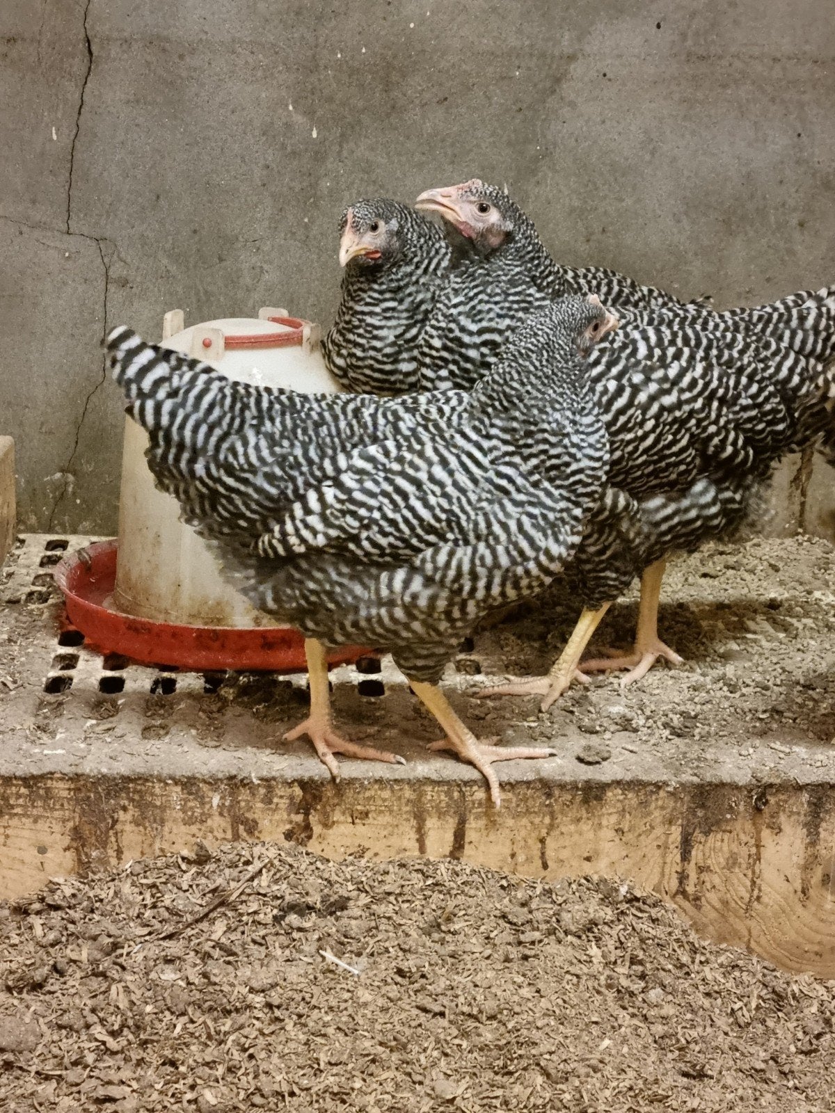 Amrock hennen, Dieren en Toebehoren, Pluimvee, Vrouwelijk, Kip