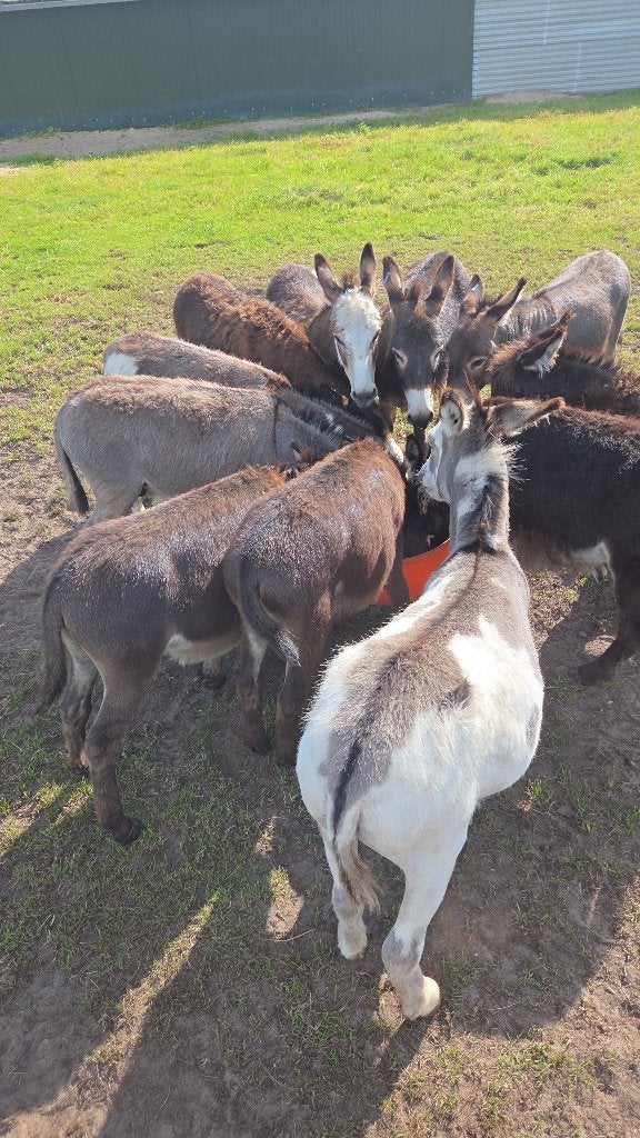 te koop prachtige mini ezeltjes, Dieren en Toebehoren, Overige Dieren, Januari, Meerdere dieren