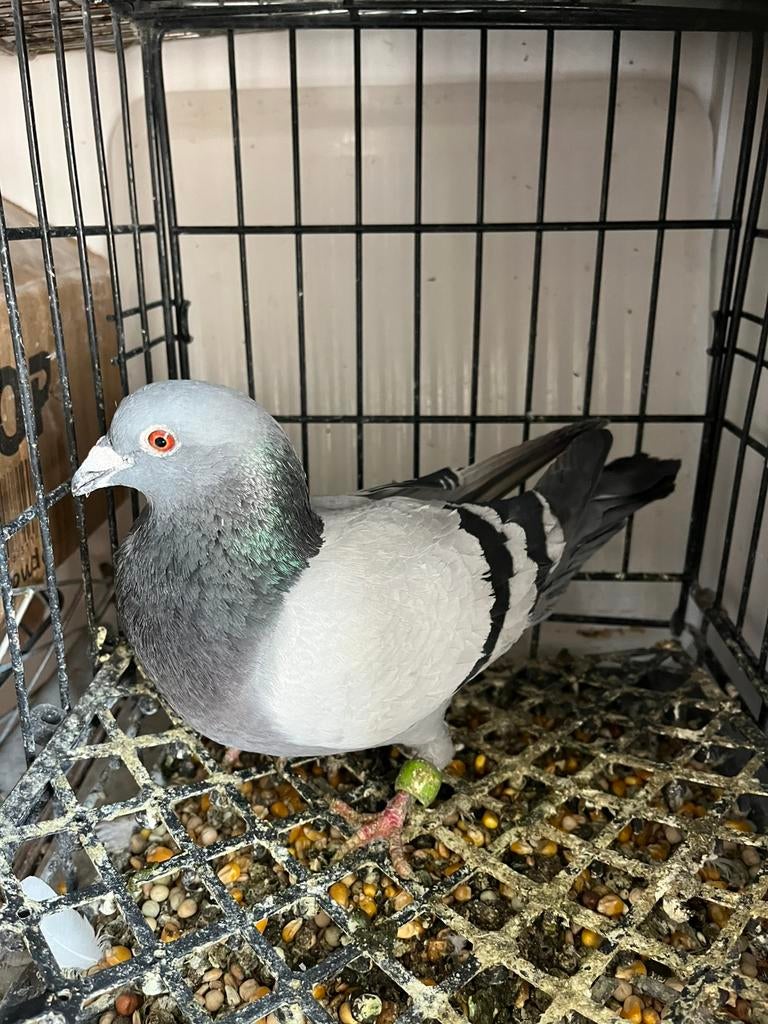 Duiven, Dieren en Toebehoren, Meerdere dieren, Postduif