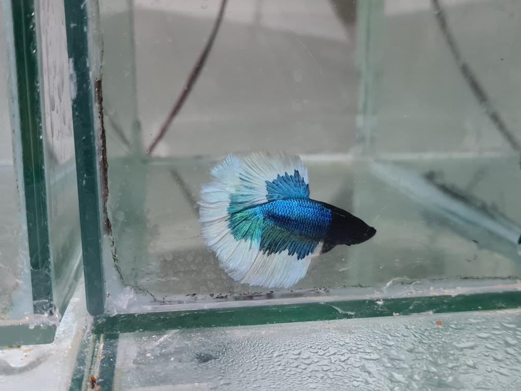 Betta splendens super delta kempvis man, Dieren en Toebehoren, Vissen | Aquariumvissen, Vis, Zoetwatervis