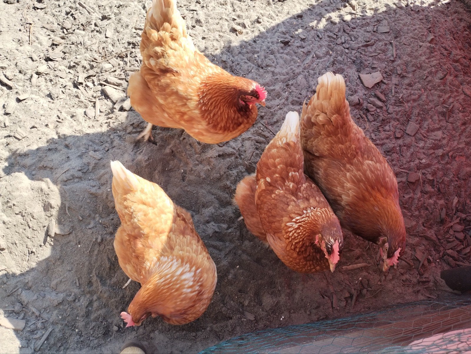 Kippen en toebehoren, Dieren en Toebehoren, Pluimvee, Kip, Vrouwelijk