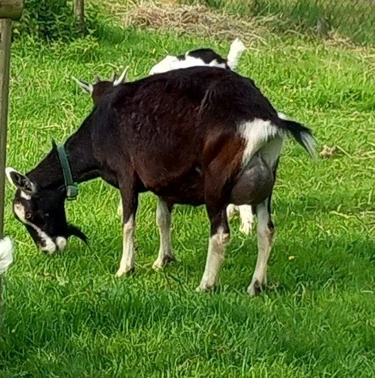 Knappe Toggenburger geit Zwart, Dieren en Toebehoren