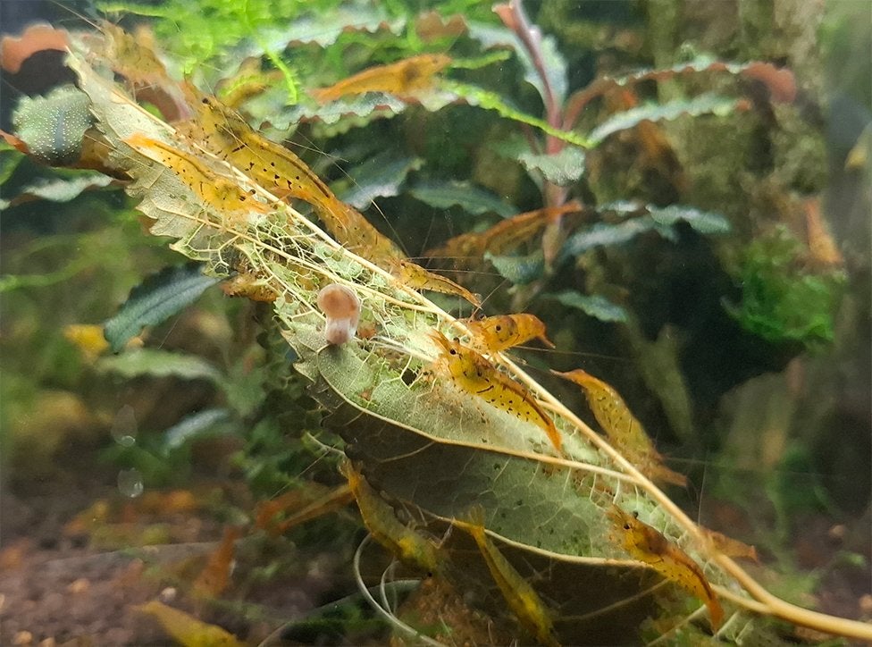 Tangerine tijger, Golden tijger  caridina -garnalen, Kreeft, Krab of Garnaal, Zoetwatervis