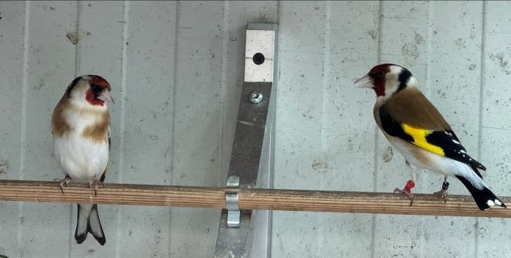 Koppel Majoor putters 2025, Meerdere dieren, Wildzangvogel, Geringd