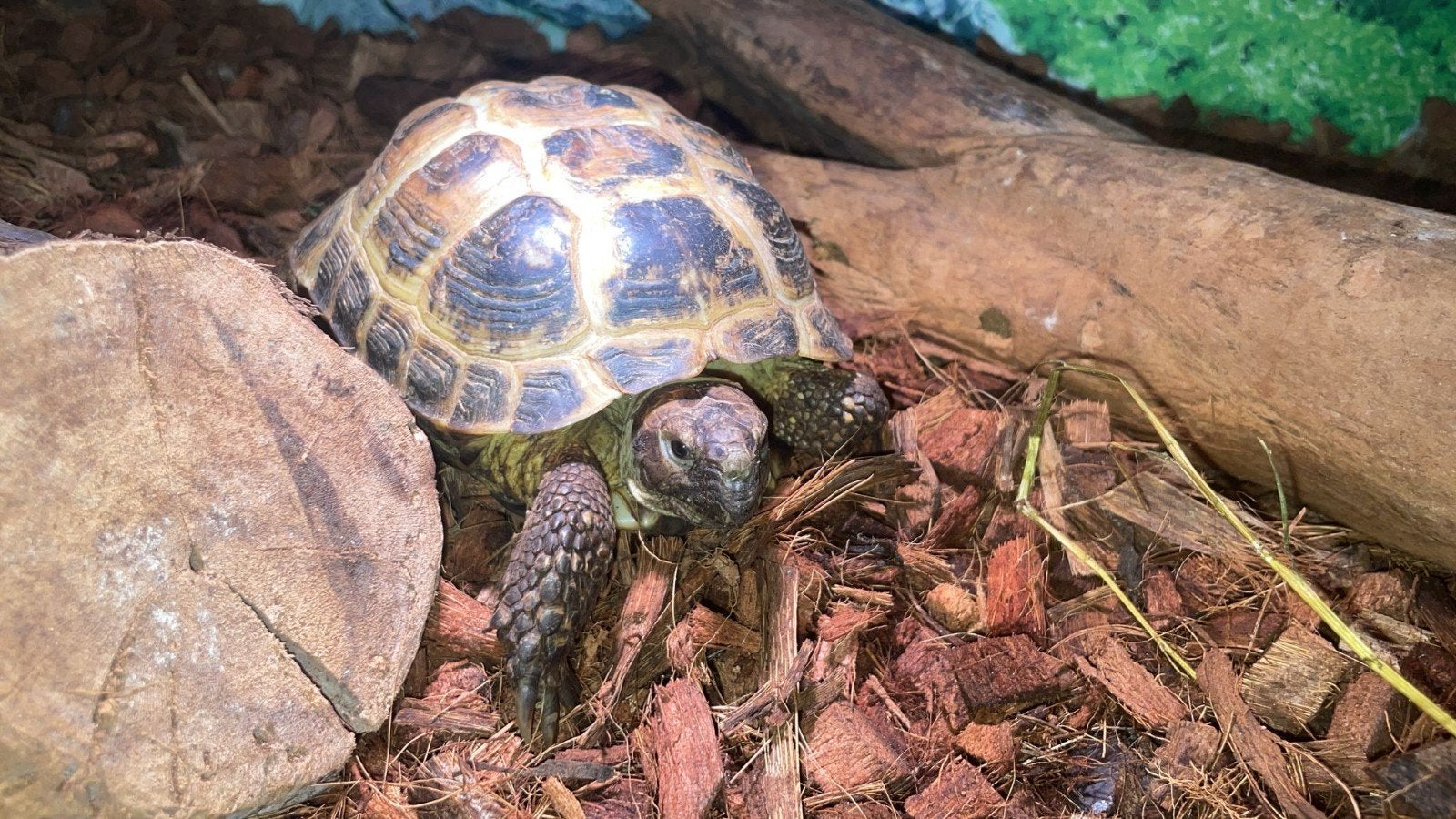 Testudo horsfieldii - Vierteenschildpad - Eigen Nakweek, Dieren en Toebehoren, Reptielen en Amfibieën, Schildpad, Tam, 0 tot 2 jaar