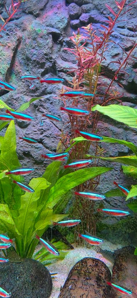 15 kardinaal tetras XL (aquarium vissen), Vis