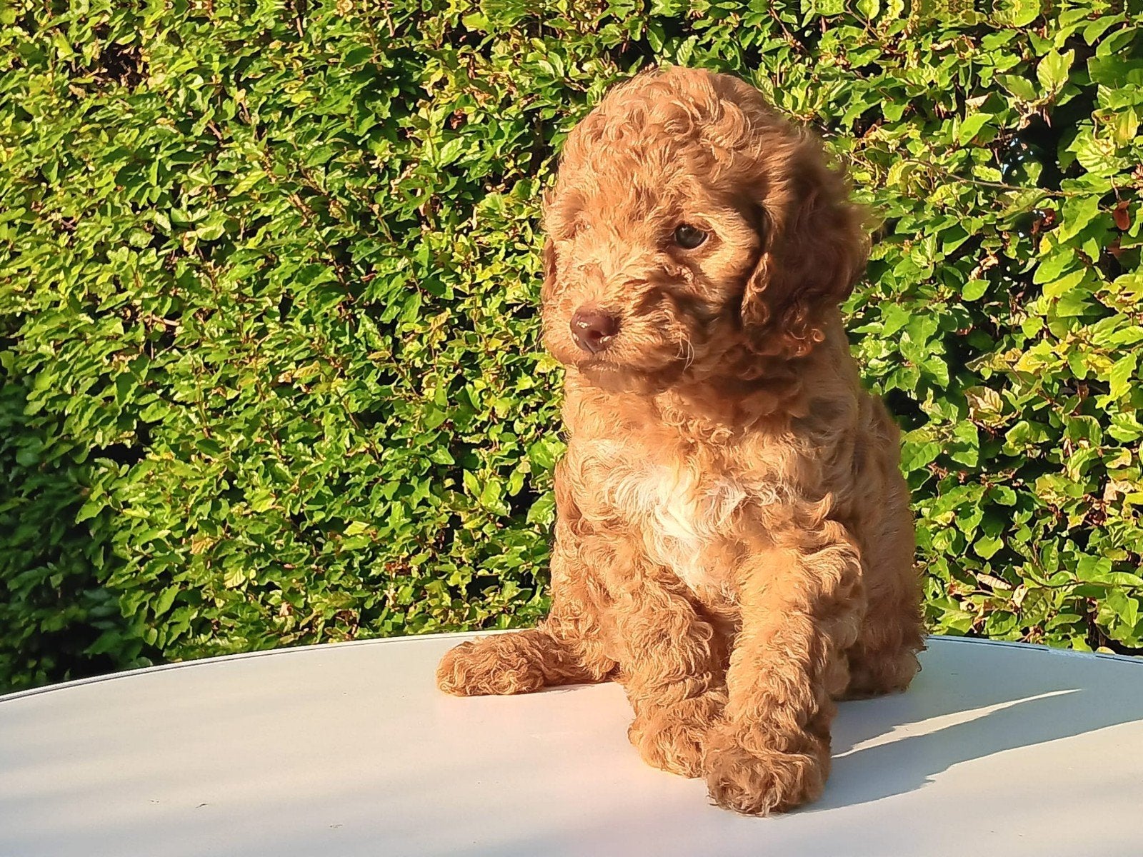 mooie lieve mini labra doodles zoeken een fijn baasje!, Overige rassen, 8 tot 15 weken, Meerdere, Meerdere dieren
