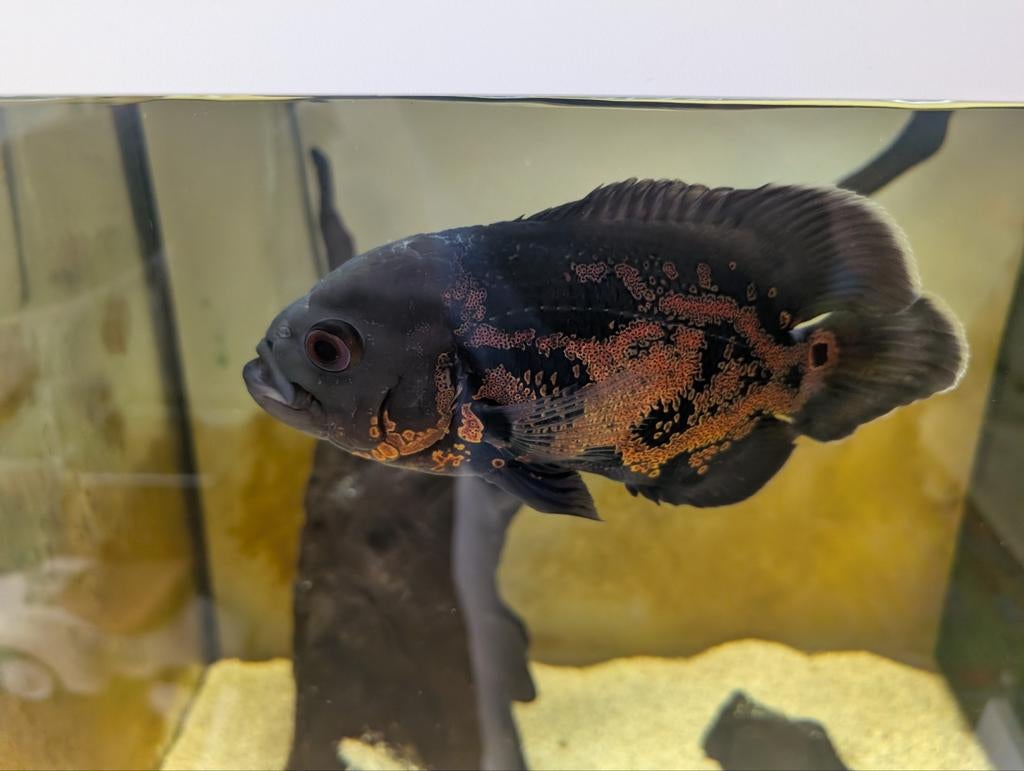 Nieuw thuis gezocht voor Oscar vis, Dieren en Toebehoren, Vis