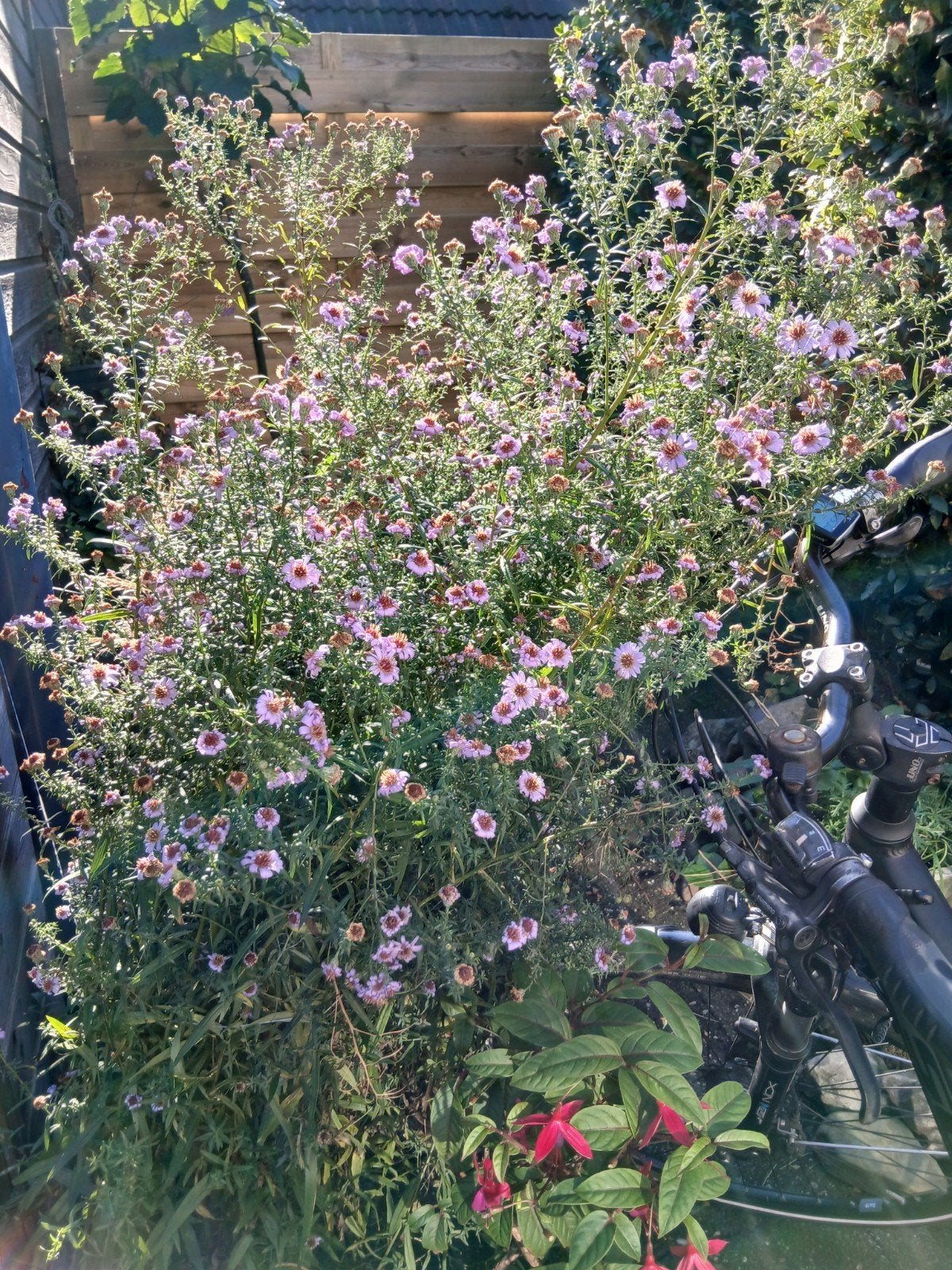 Phlomis, Persicaria, Herfstasters, hartgespan, Tuin en Terras, Volle zon, Vaste plant, Herfst, Ophalen