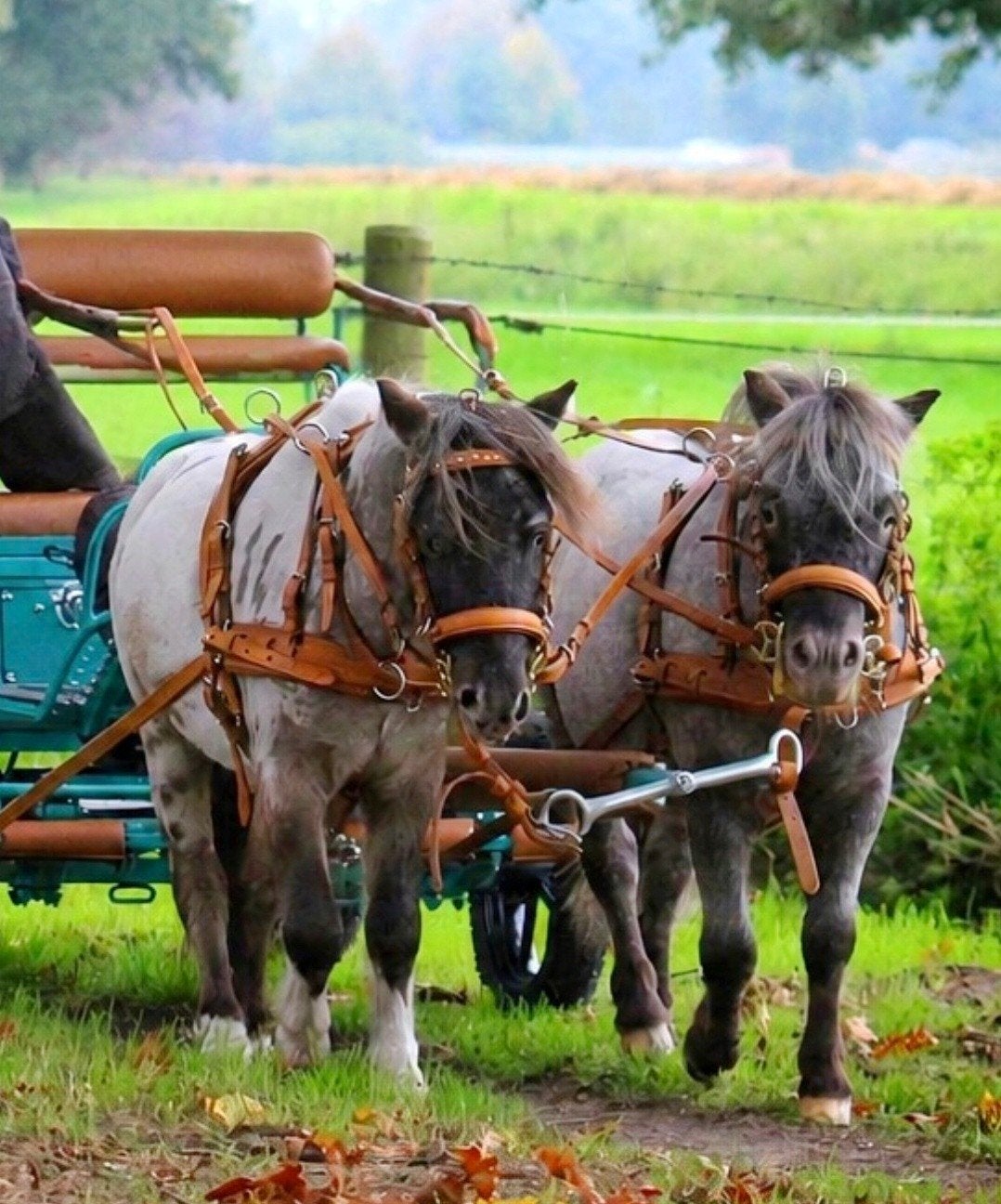Tweespantuig voor Mini- Mini Shetlander, Ophalen, Mentuig, Mini, Zo goed als nieuw
