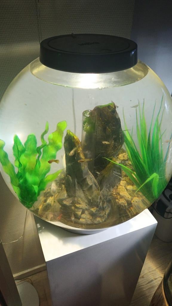 Biorb, Ophalen of Verzenden, Leeg aquarium