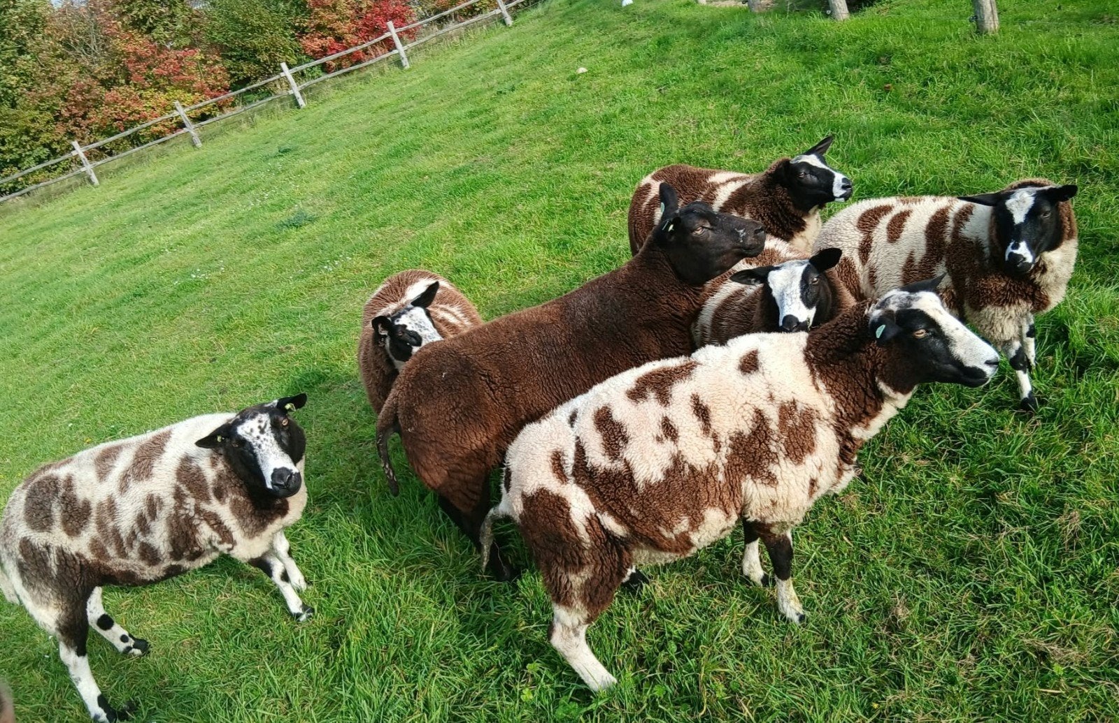 prachtige bonte ooien, Dieren en Toebehoren, Vrouwelijk, Schaap