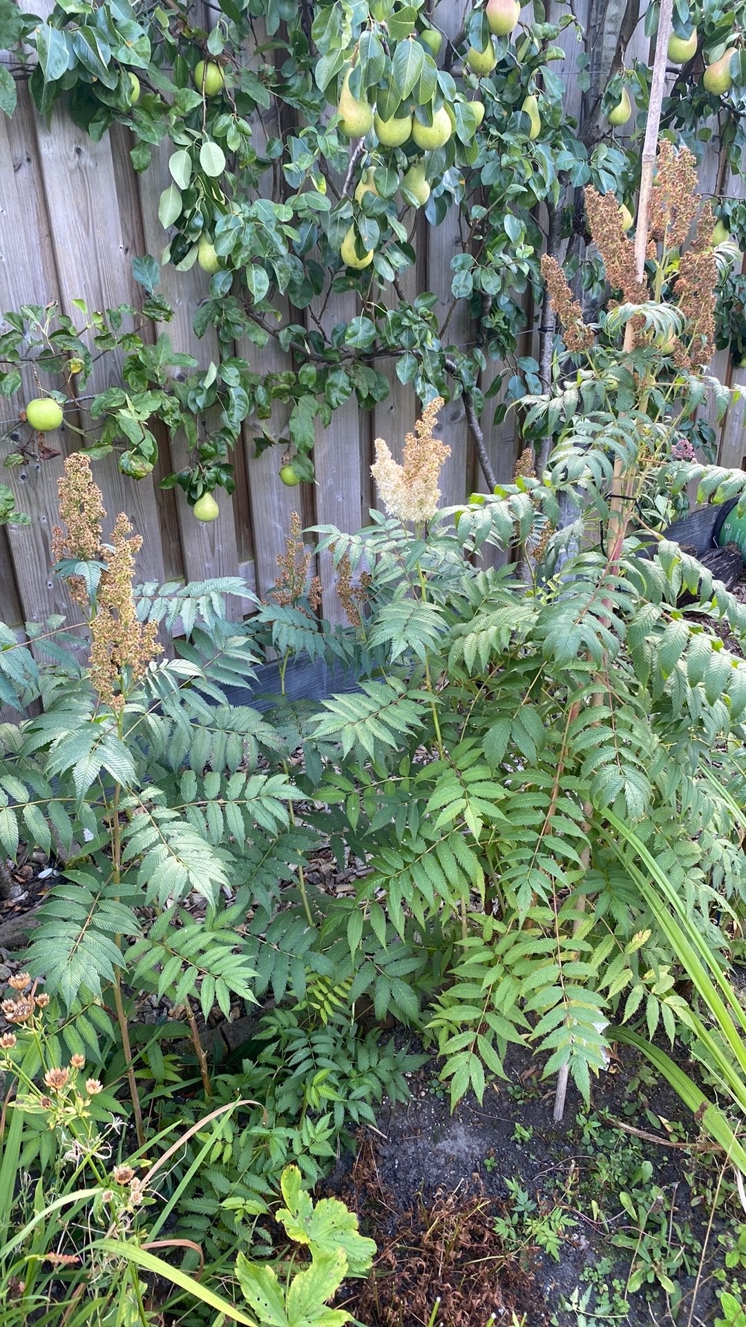 Spirea, Ophalen, Halfschaduw, Overige soorten, Minder dan 100 cm