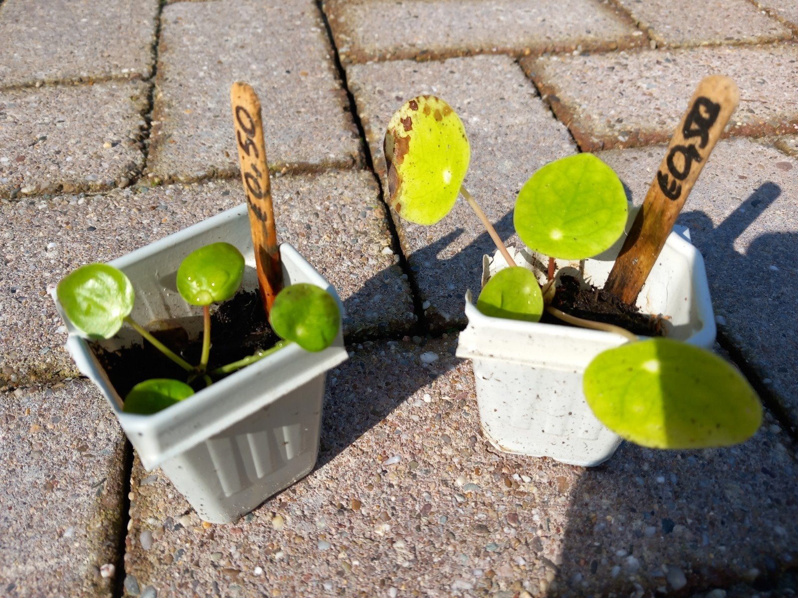 Pannenkoekplant-kamerplantjes, Ophalen, Halfschaduw, Minder dan 100 cm