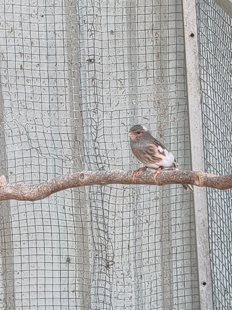 portugese harlekijn kanaries, Meerdere dieren, Kleurkanarie