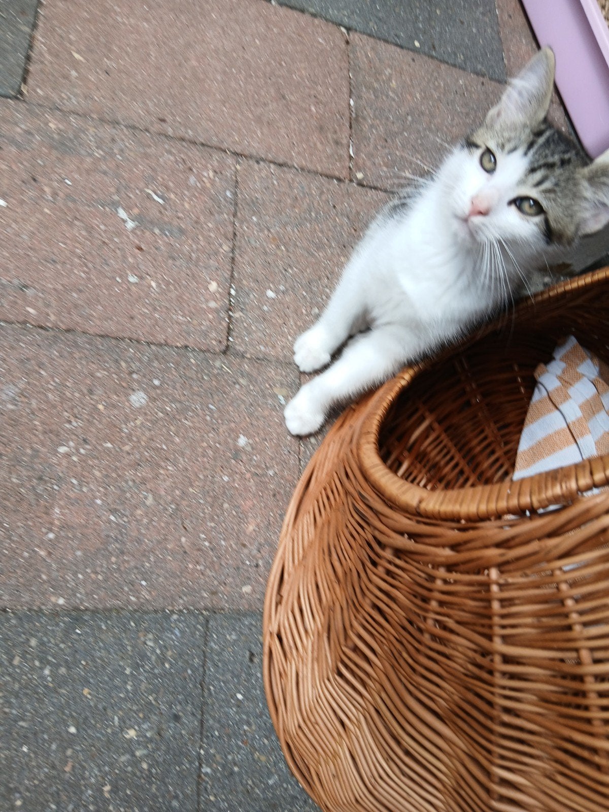 2 x katertjes ragdoll x kittens, Dieren en Toebehoren, Katten en Kittens | Overige Katten, Kater