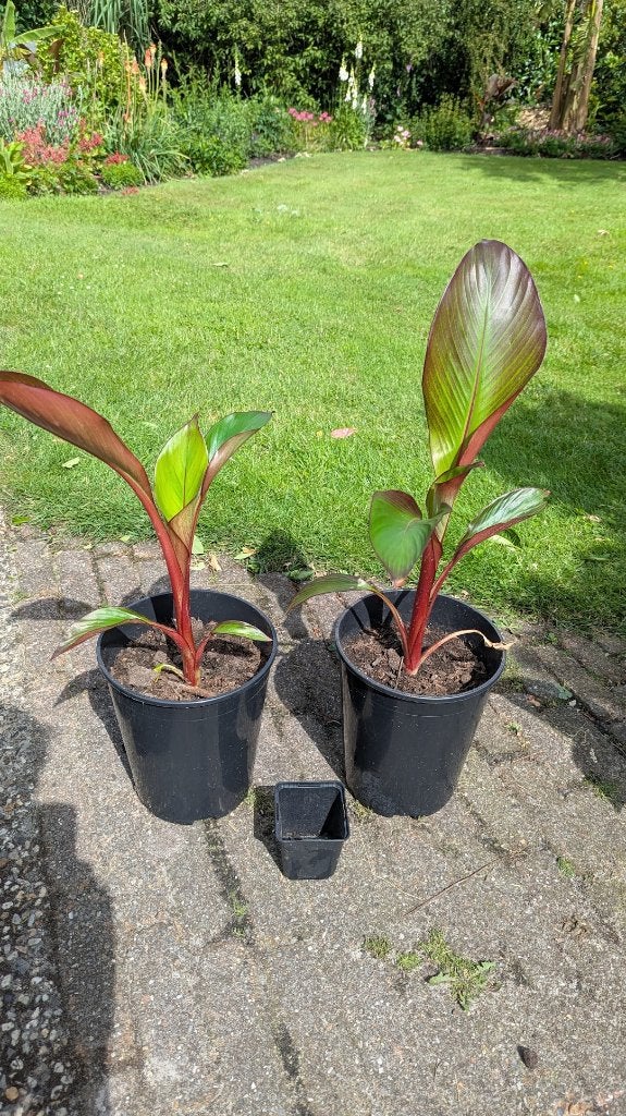 Rode banaan "Ensete ventricosum Maurelli" in 5/7L pot, Volle zon, Vaste plant, Zomer, Ophalen
