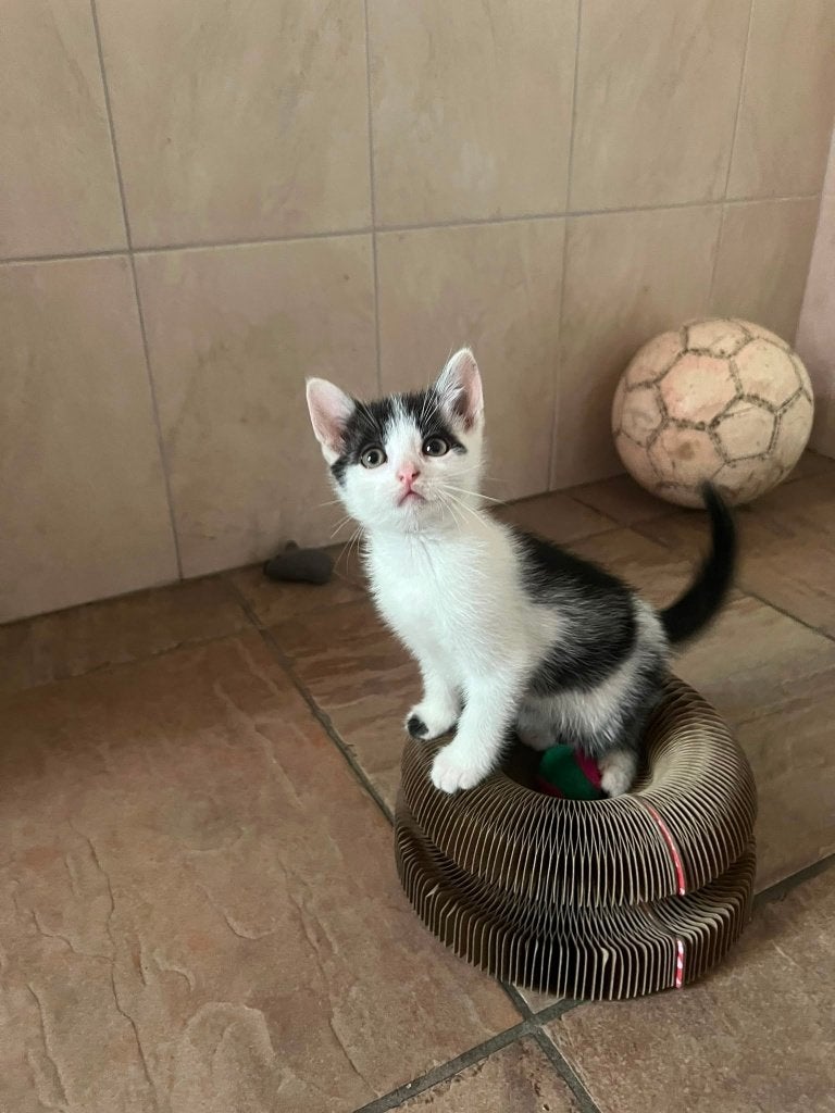 Boerderijkittens, Dieren en Toebehoren, Meerdere dieren, Kortharig