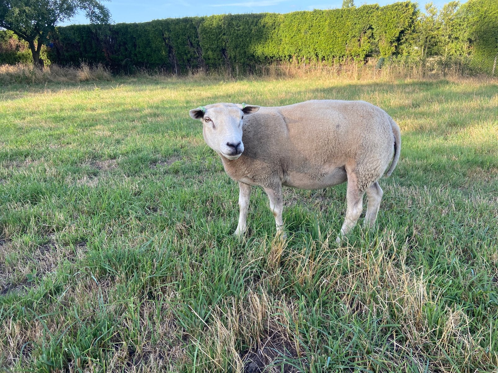 Texelaar / swifter ooi, Dieren en Toebehoren, Schapen, Geiten en Varkens, Meerdere dieren, Geit