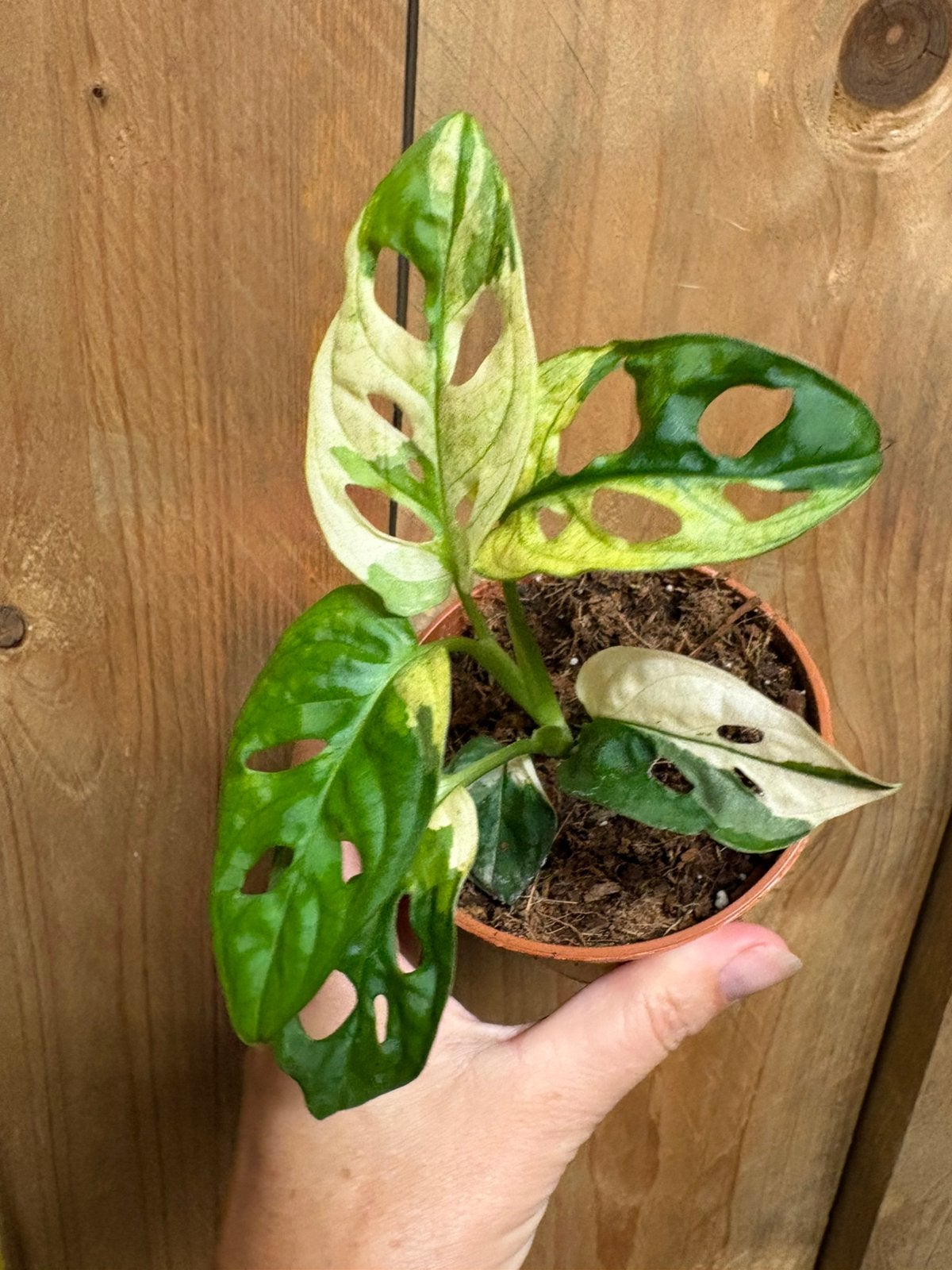 Monstera adansonii plant albo white wit mint variegata, Huis en Inrichting, Kamerplanten, Ophalen of Verzenden, Halfschaduw, Minder dan 100 cm