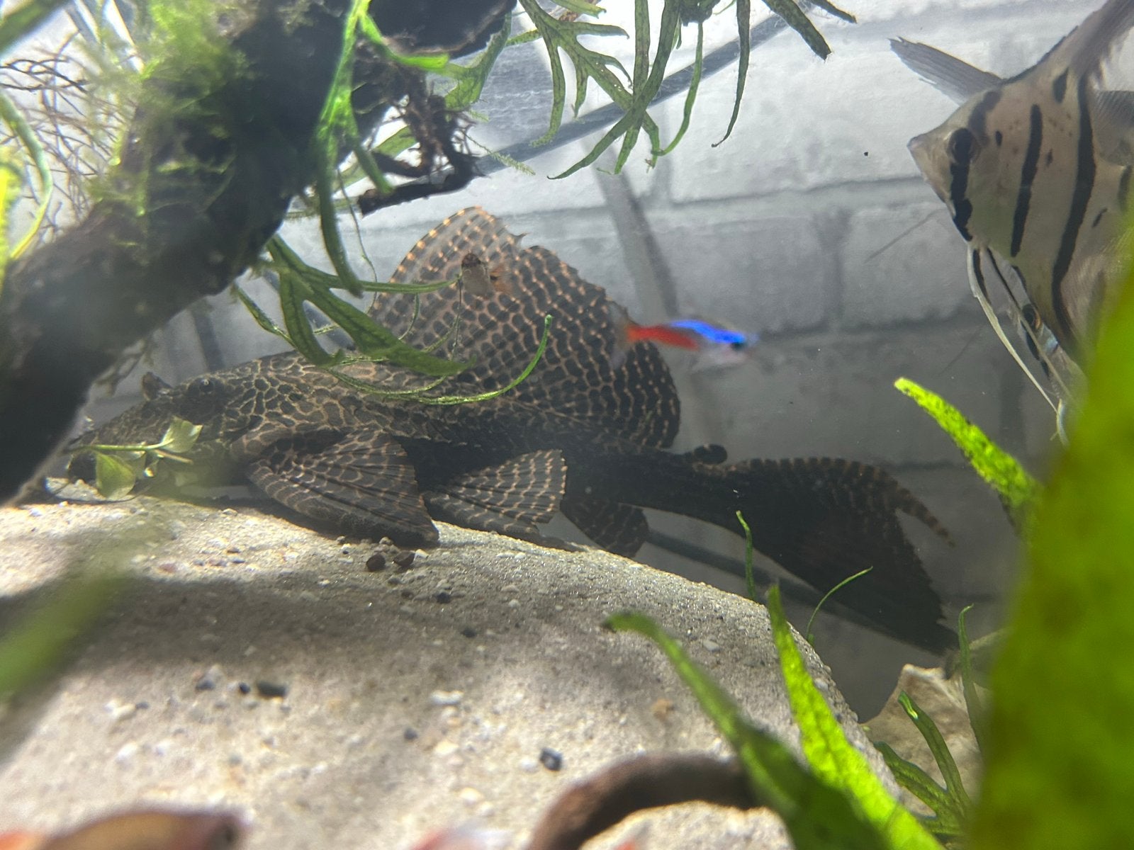 Pleco en Malawi cichlid, Dieren en Toebehoren, Vissen | Aquariumvissen, Vis