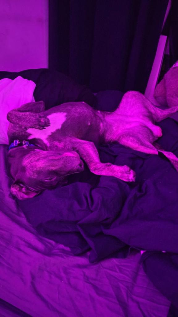 Kiwy, Dieren en Toebehoren, Honden | Niet-rashonden, 1 tot 2 jaar, Teef, Eén hond, Middel