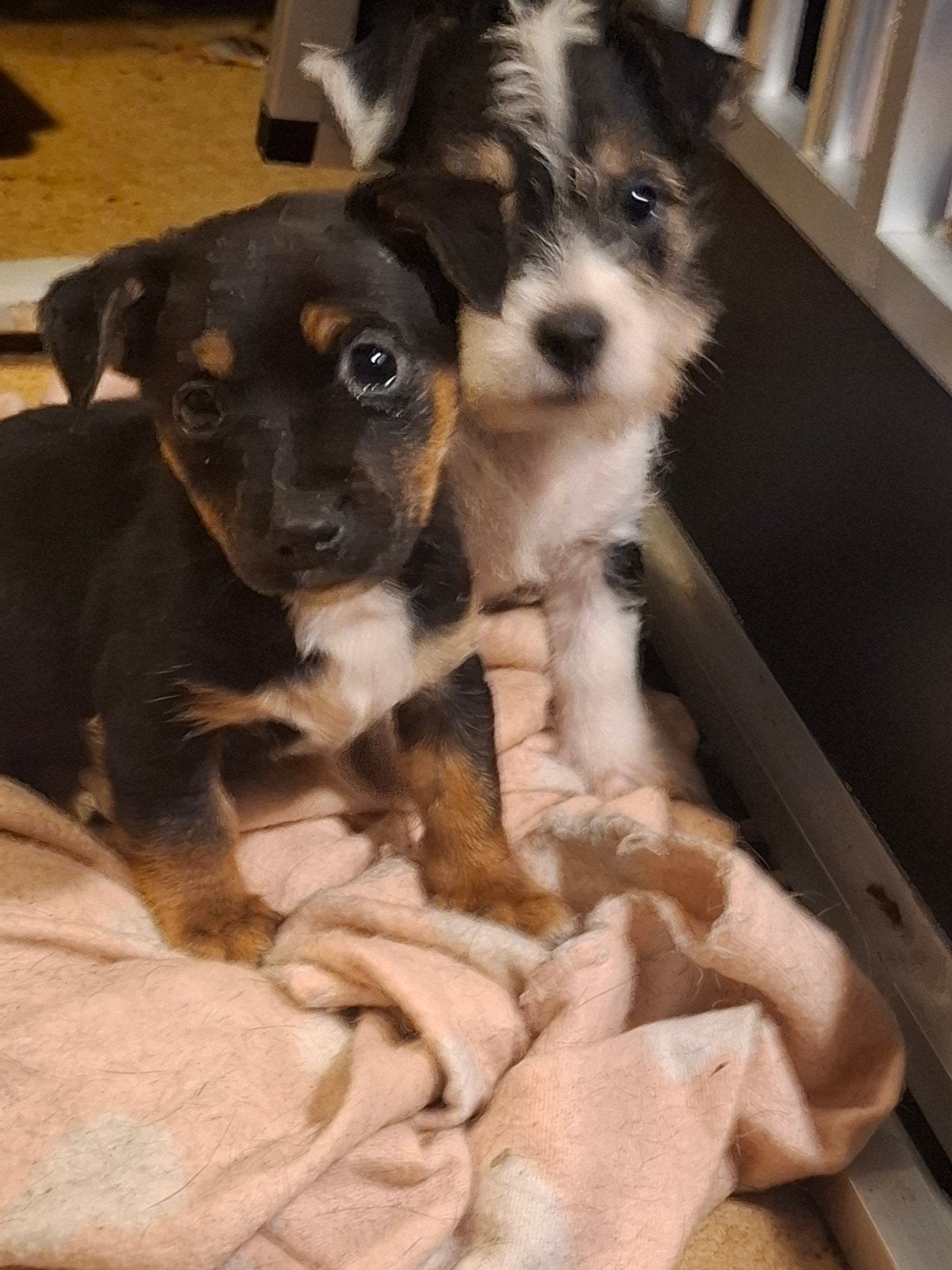 ️️ De allerliefste Jack Russel kruising pups️️, Jack Russell Terriër, Reu, 8 tot 15 weken, Meerdere