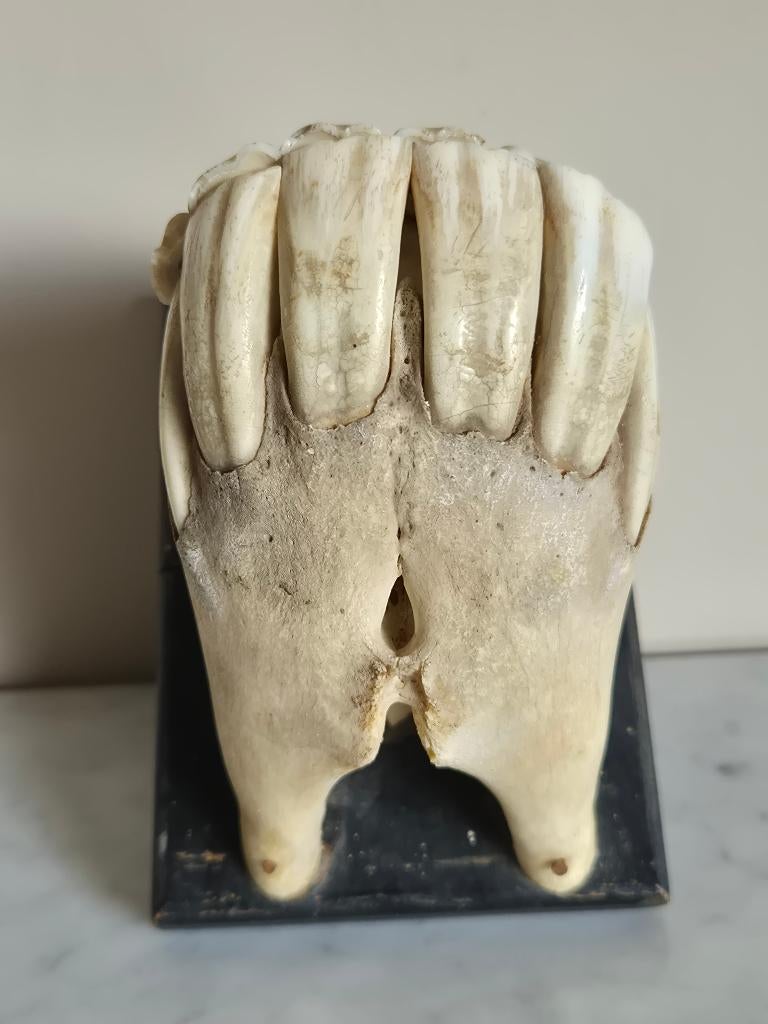 Anatomie  oud didactisch   lesmodel paardegebit dierenarts ., Verzenden