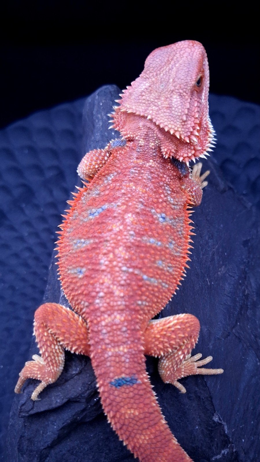 Red HypoTrans Coral G-Stripe Blue Bar Baardagaam man (Uniek) Bearded Dragon photo 3