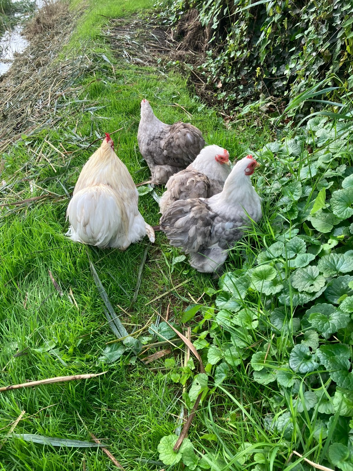 Toom Cochin kriel, kleur bobtail 3 + 1, Dieren en Toebehoren, Pluimvee, Meerdere dieren, Kip