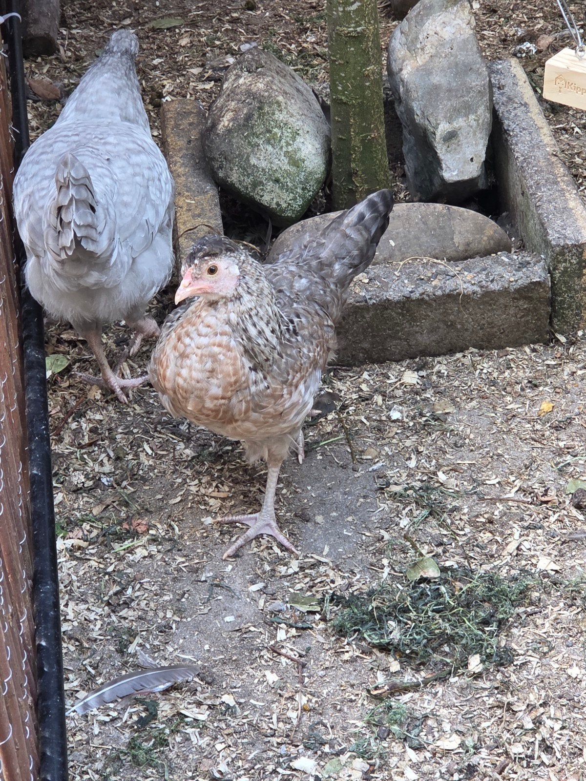 Easteregg/kleurlegger hennen, Dieren en Toebehoren, Pluimvee, Vrouwelijk, Kip