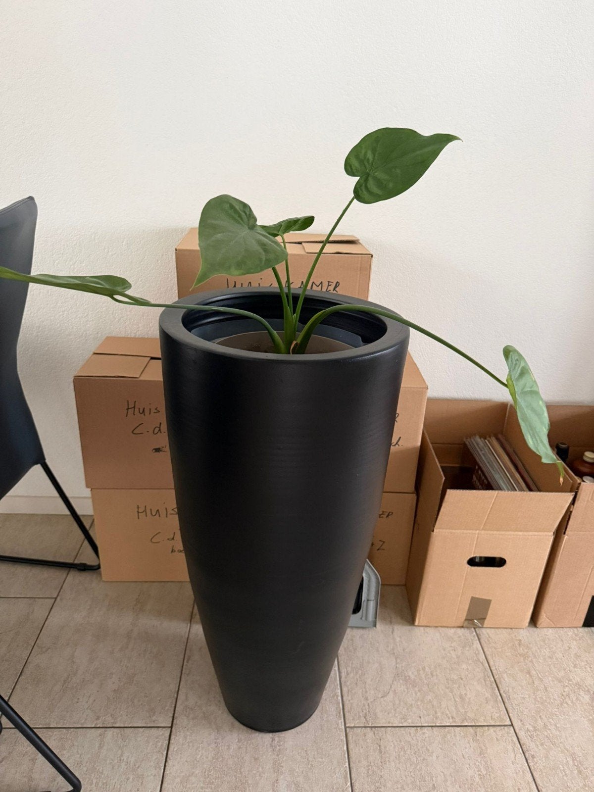 Kamerplant in hoge zwarte pot, Ophalen, 100 tot 150 cm, Overige soorten, Halfschaduw